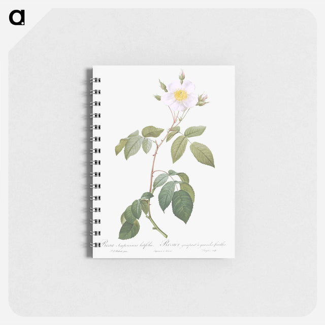 アートメモ帳-Big-Leaved Climbing Rose - ピエール ジョゼフ ルドゥーテ Memo.