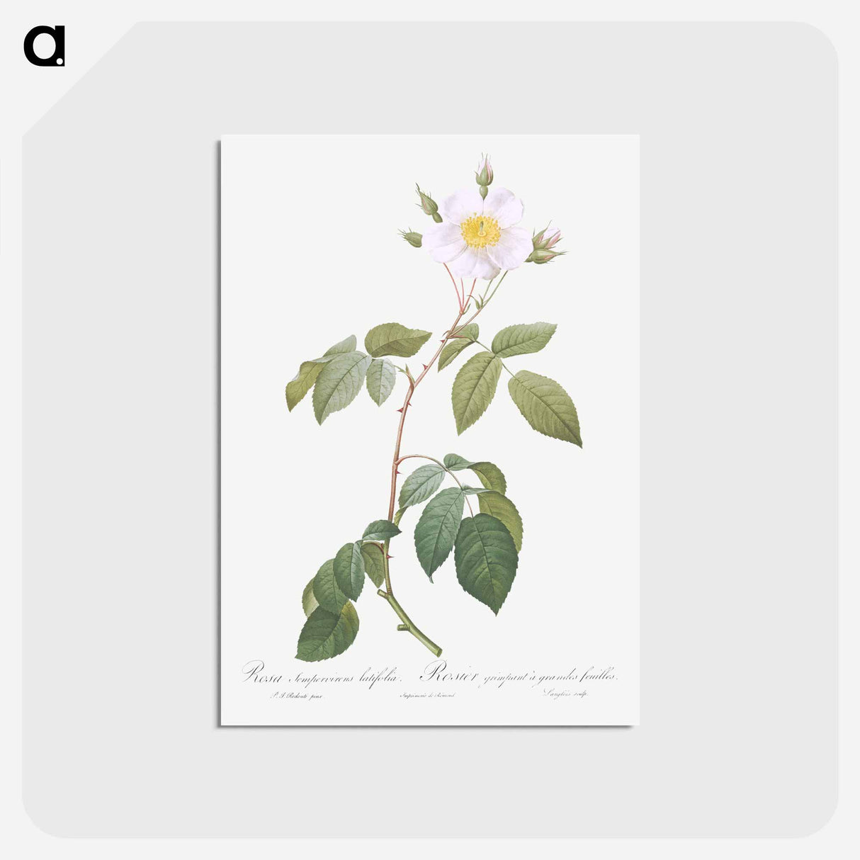 アートポストカード-Big-Leaved Climbing Rose - ピエール ジョゼフ ルドゥーテ Postcard.