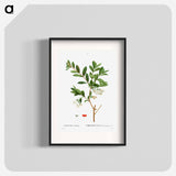 Lonicera Pyrenaica - Pierre Joseph Redouté Poster.