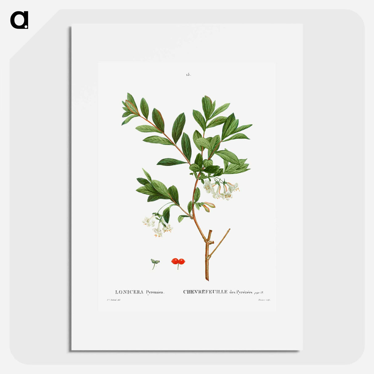 Lonicera Pyrenaica - Pierre Joseph Redouté Poster.