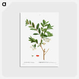 アートポストカード-Lonicera Pyrenaica - ピエール ジョゼフ ルドゥーテ Postcard.