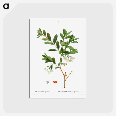 アートポストカード-Lonicera Pyrenaica - ピエール ジョゼフ ルドゥーテ Postcard.
