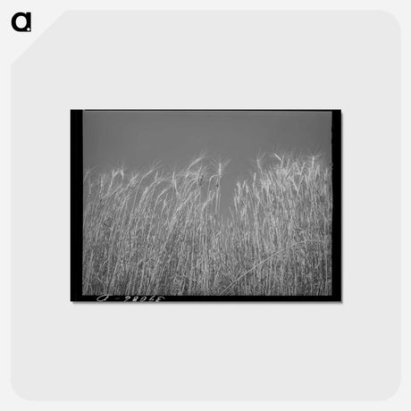 アートポストカード-Ripe Wheat Field
 - ラッセル リー Postcard.