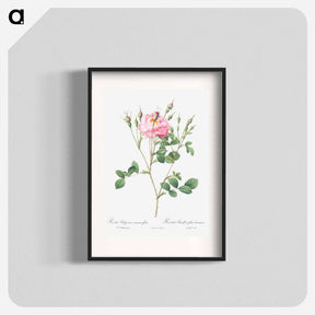 アートポスター-Anemone Flowered Sweetbriar - ピエール ジョゼフ ルドゥーテ Poster.