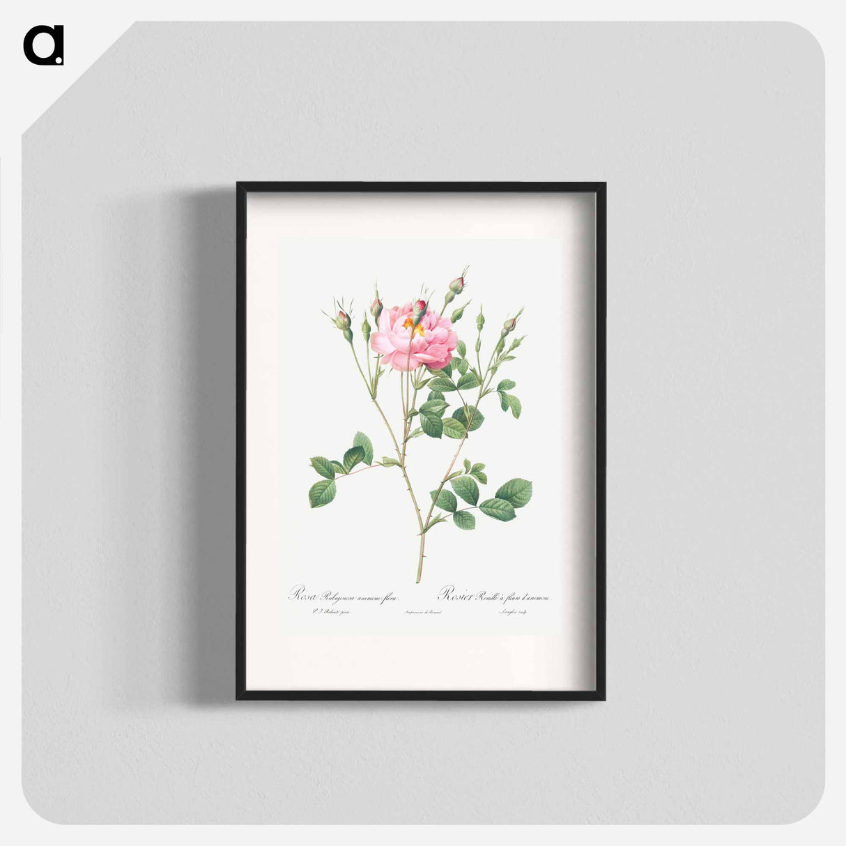 Anemone Flowered Sweetbriar - Pierre Joseph Redouté Poster.