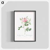 Anemone Flowered Sweetbriar - Pierre Joseph Redouté Poster.