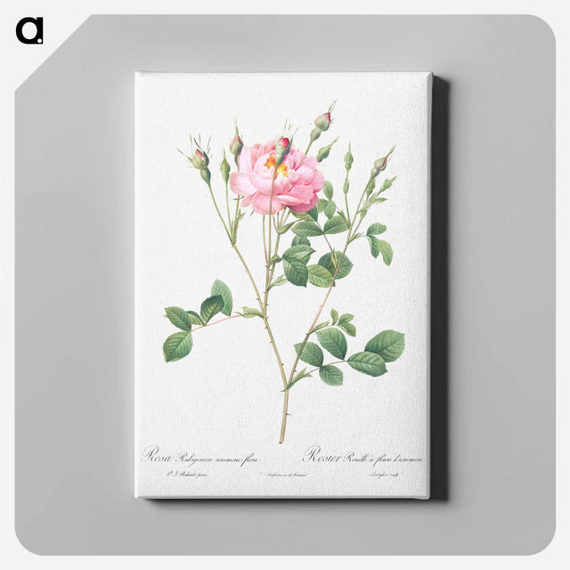 アートパネル-Anemone Flowered Sweetbriar - ピエール ジョゼフ ルドゥーテ Canvas.