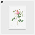 アートポストカード-Anemone Flowered Sweetbriar - ピエール ジョゼフ ルドゥーテ Postcard.