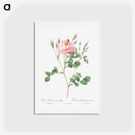 アートポストカード-Anemone Flowered Sweetbriar - ピエール ジョゼフ ルドゥーテ Postcard.