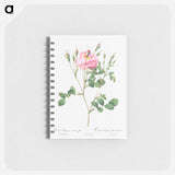 Anemone Flowered Sweetbriar - ピエール ジョゼフ ルドゥーテ Memo.