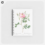 アートメモ帳-Anemone Flowered Sweetbriar - ピエール ジョゼフ ルドゥーテ Memo.