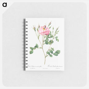 アートメモ帳-Anemone Flowered Sweetbriar - ピエール ジョゼフ ルドゥーテ Memo.