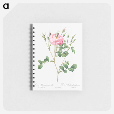 アートメモ帳-Anemone Flowered Sweetbriar - ピエール ジョゼフ ルドゥーテ Memo.
