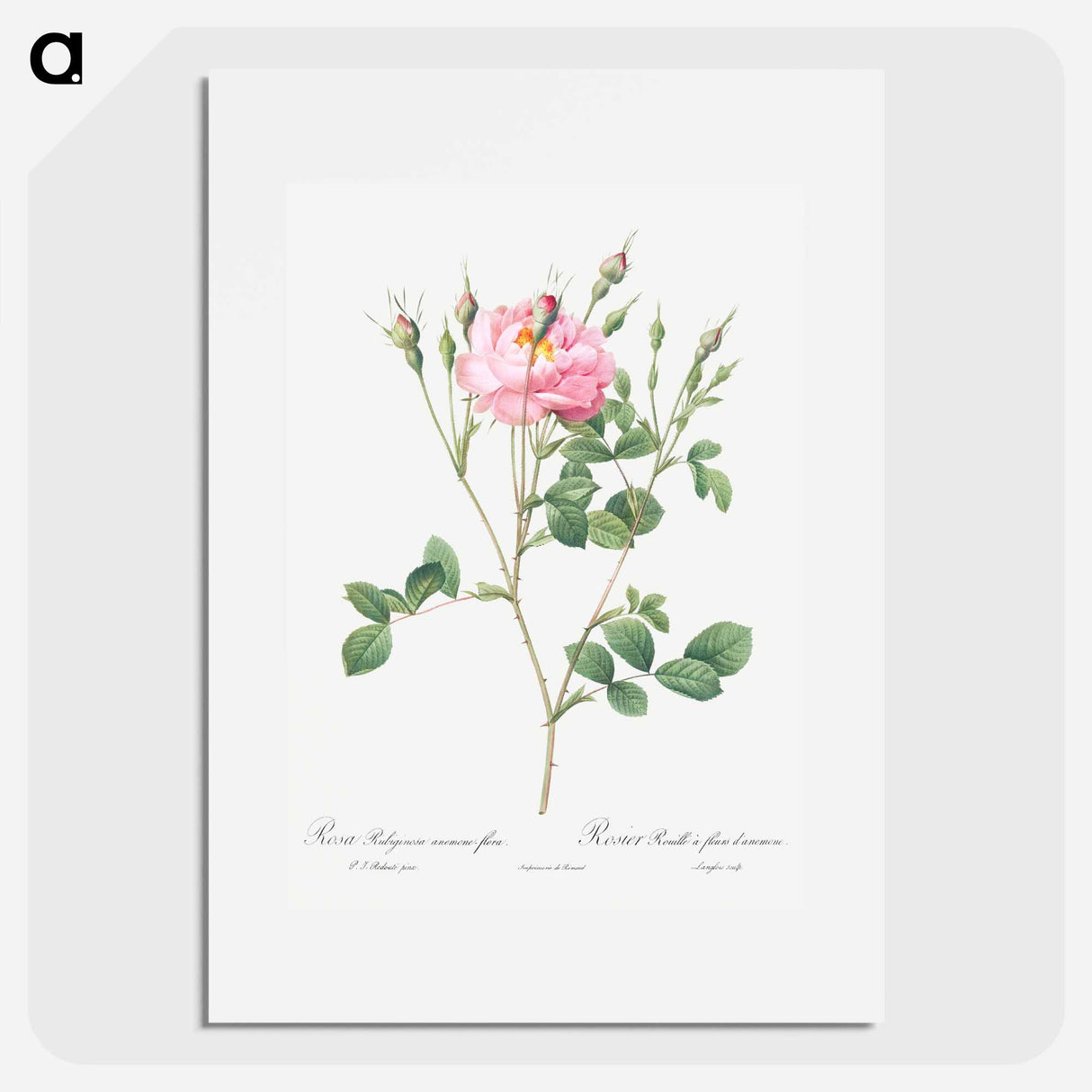 Anemone Flowered Sweetbriar - Pierre Joseph Redouté Poster.
