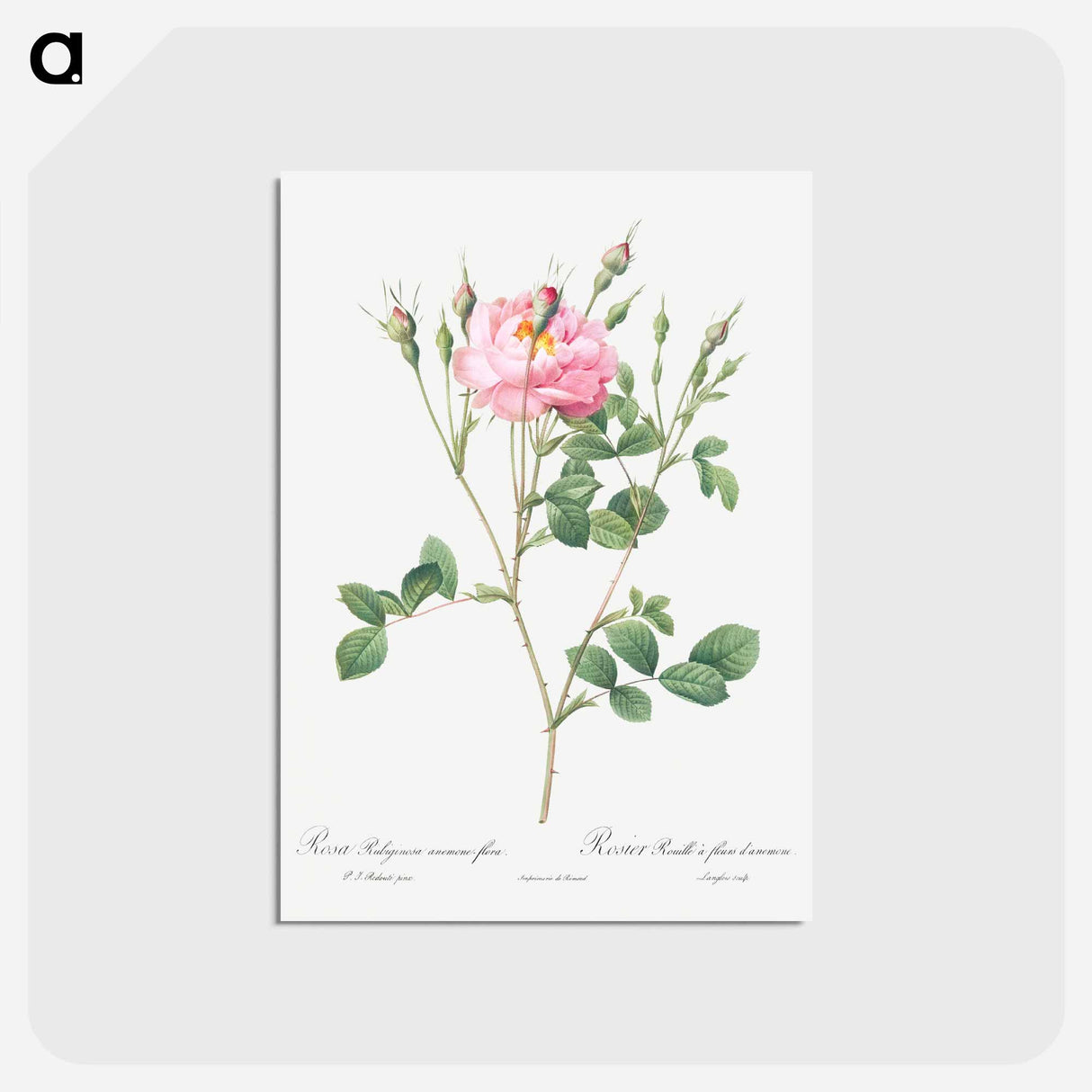 アートポストカード-Anemone Flowered Sweetbriar - ピエール ジョゼフ ルドゥーテ Postcard.