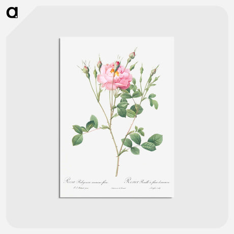アートポストカード-Anemone Flowered Sweetbriar - ピエール ジョゼフ ルドゥーテ Postcard.
