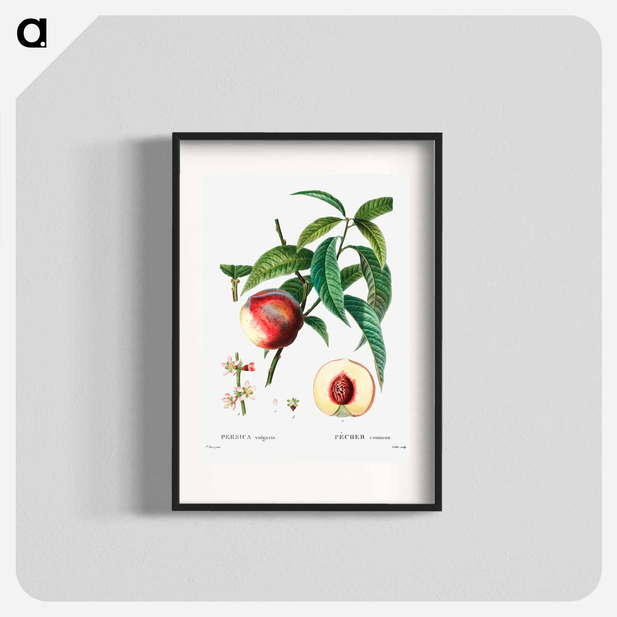 Peach (Persica vulgaris) - Pierre Joseph Redouté Poster.