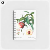 アートメモ帳-Peach (Persica vulgaris) - ピエール ジョゼフ ルドゥーテ Memo.