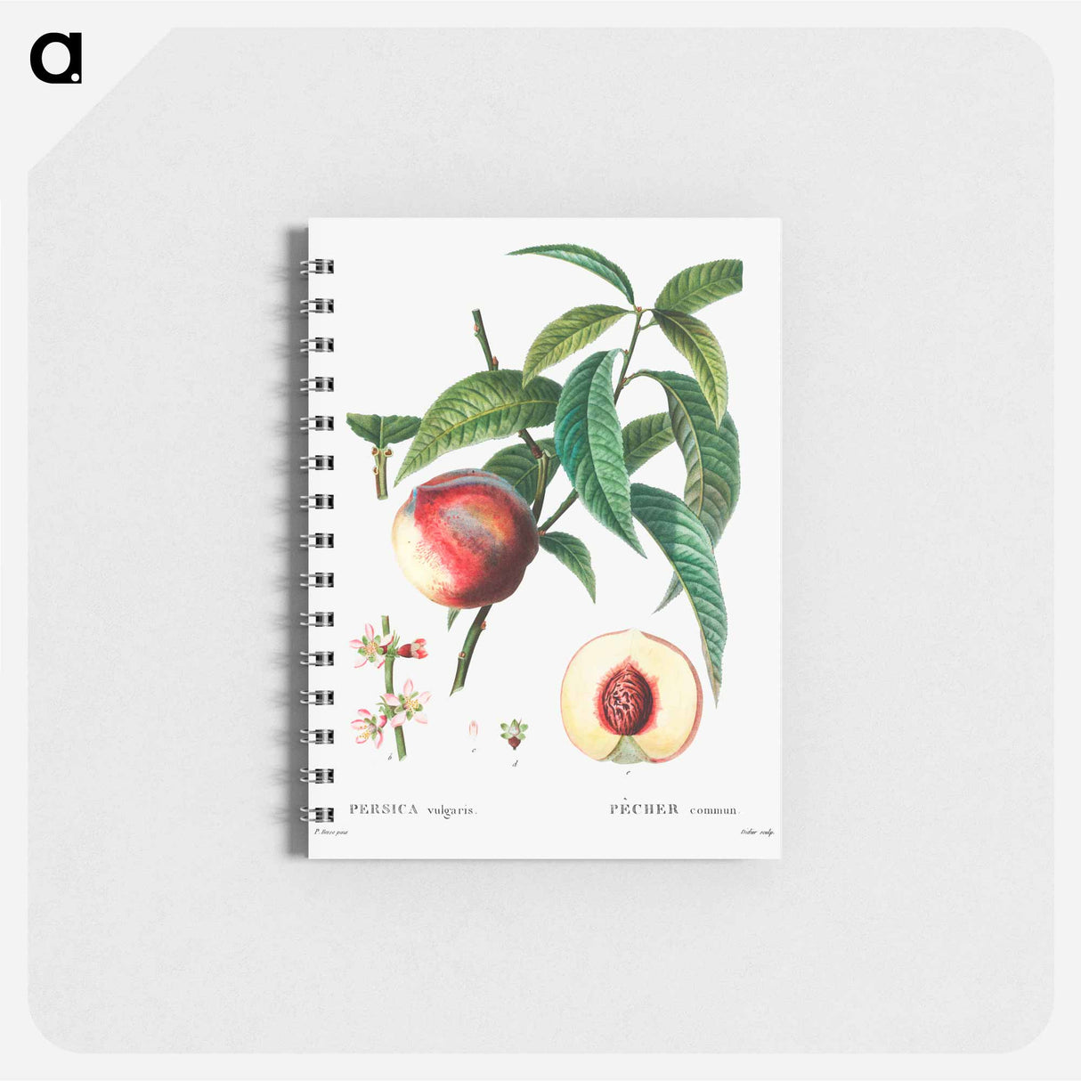 Peach (Persica vulgaris) - ピエール ジョゼフ ルドゥーテ Memo.