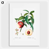 Peach (Persica vulgaris) - Pierre Joseph Redouté Poster.