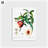 アートポストカード-Peach (Persica vulgaris) - ピエール ジョゼフ ルドゥーテ Postcard.