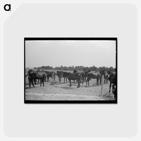 アートポストカード-Mules, Lake Dick
 - ラッセル リー Postcard.