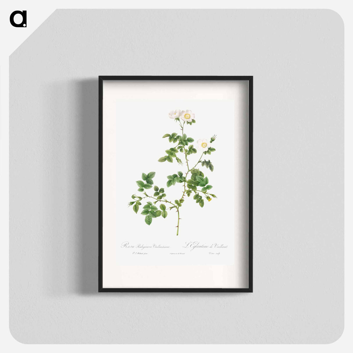 White Sweetbriar - Pierre Joseph Redouté Poster.