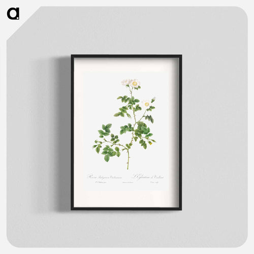 White Sweetbriar - ピエール ジョゼフ ルドゥーテ Poster.