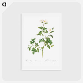アートポストカード-White Sweetbriar - ピエール ジョゼフ ルドゥーテ Postcard.