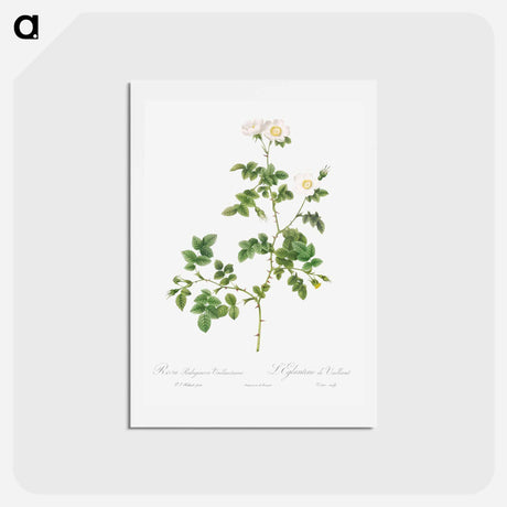 アートポストカード-White Sweetbriar - ピエール ジョゼフ ルドゥーテ Postcard.