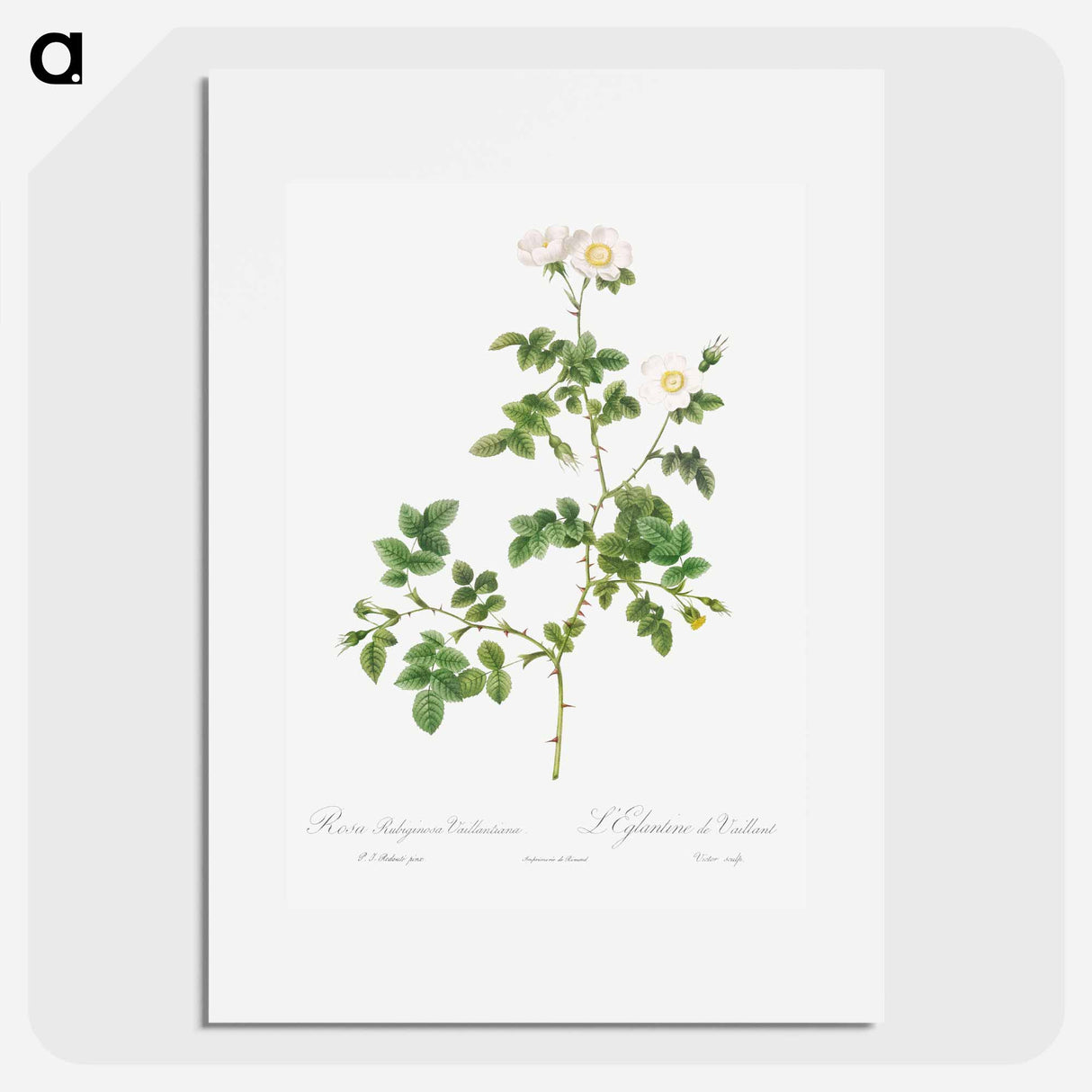 White Sweetbriar - Pierre Joseph Redouté Poster.