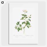 White Sweetbriar - Pierre Joseph Redouté Poster.