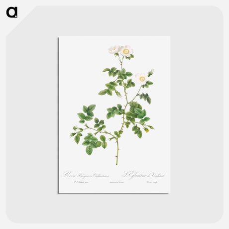 アートポストカード-White Sweetbriar - ピエール ジョゼフ ルドゥーテ Postcard.