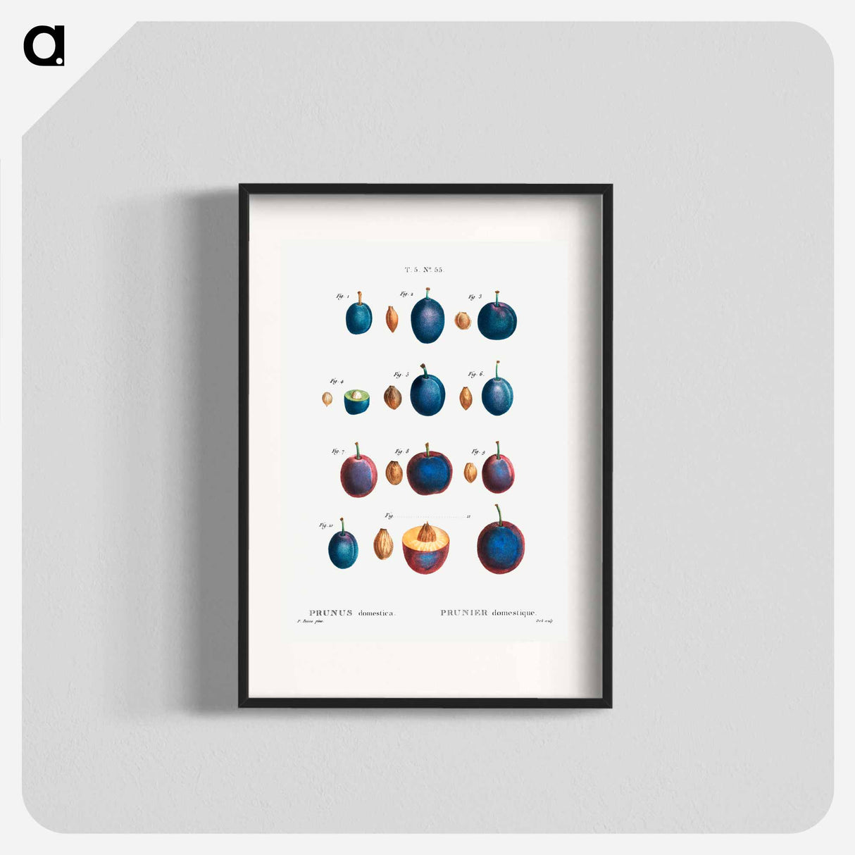 Plum - Pierre Joseph Redouté Poster.