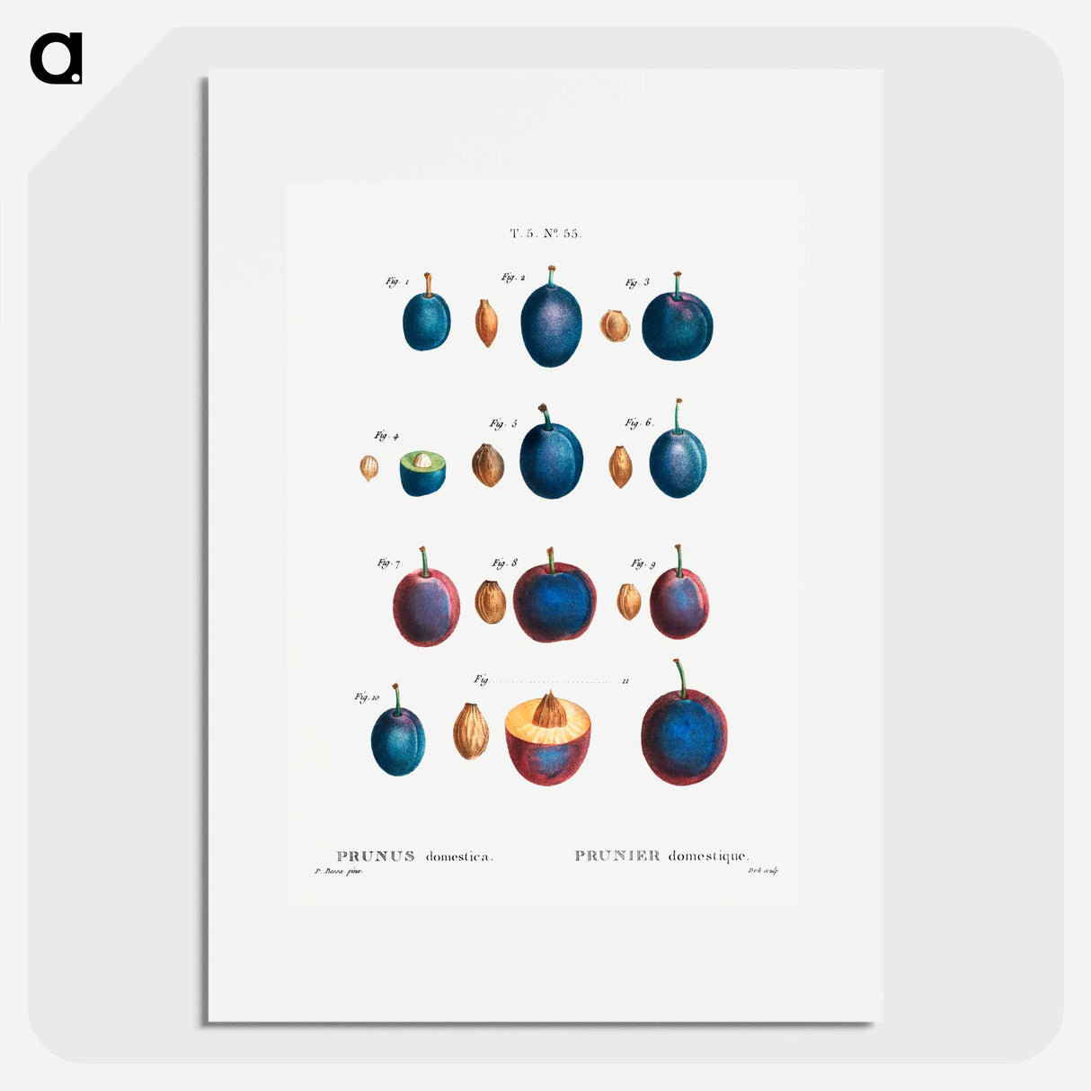 Plum - Pierre Joseph Redouté Poster.