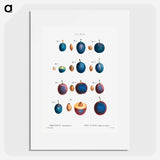 Plum - Pierre Joseph Redouté Poster.