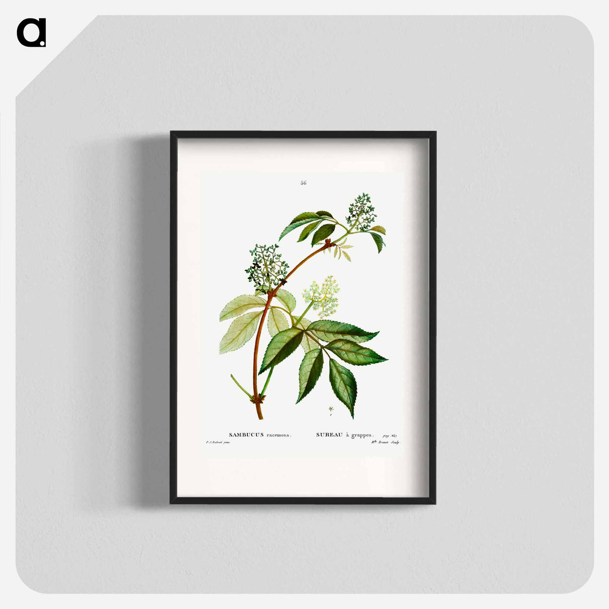 Red elderberry - Pierre Joseph Redouté Poster.
