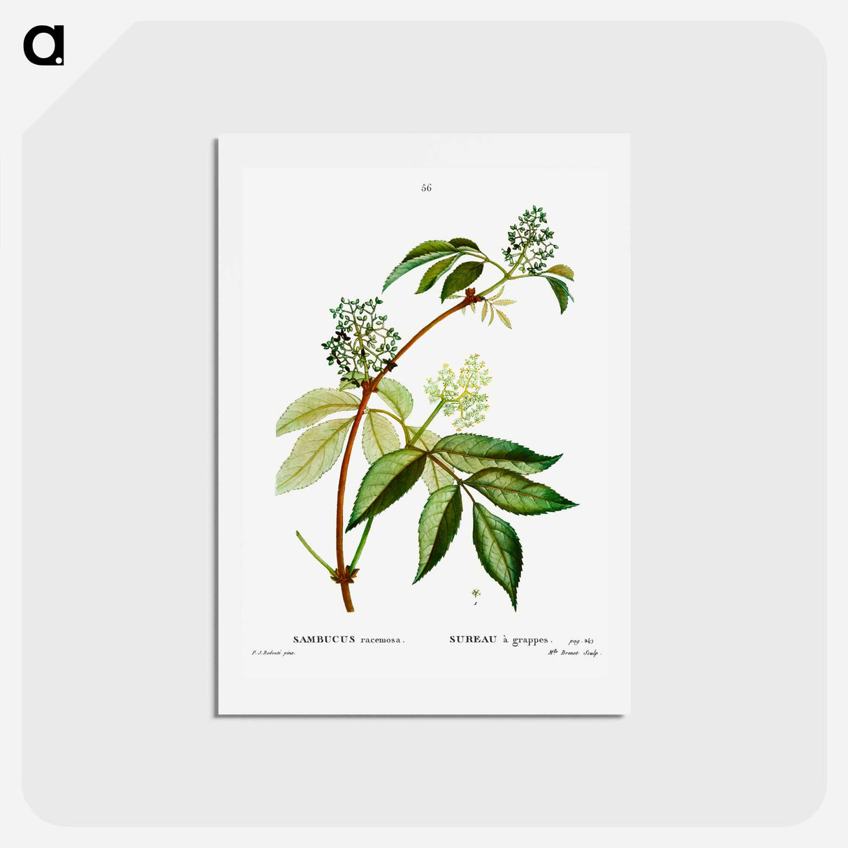 アートポストカード-Red elderberry - ピエール ジョゼフ ルドゥーテ Postcard.