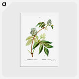 アートポストカード-Red elderberry - ピエール ジョゼフ ルドゥーテ Postcard.