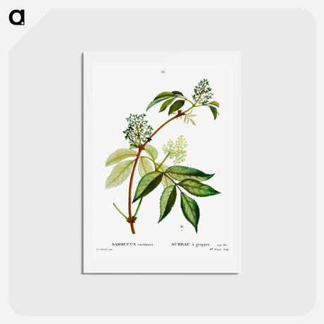 アートポストカード-Red elderberry - ピエール ジョゼフ ルドゥーテ Postcard.
