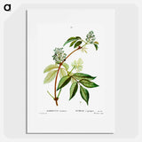 Red elderberry - Pierre Joseph Redouté Poster.