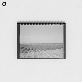アートメモ帳-Cotton hoers on the Aldridge Plantation near Leland, Mississippi - ドロテア ラング Memo.