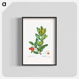 Strawberry tree - Pierre Joseph Redouté Poster.