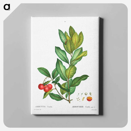 アートパネル-Strawberry tree - ピエール ジョゼフ ルドゥーテ Canvas.