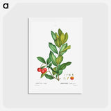 アートポストカード-Strawberry tree - ピエール ジョゼフ ルドゥーテ Postcard.