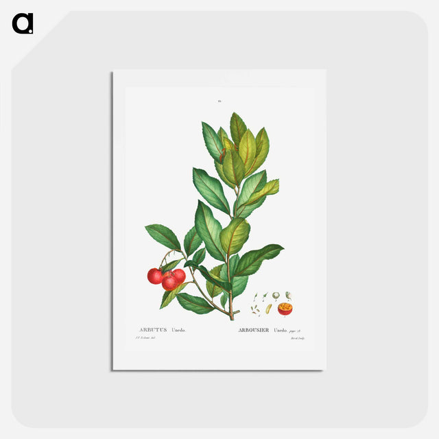 アートポストカード-Strawberry tree - ピエール ジョゼフ ルドゥーテ Postcard.