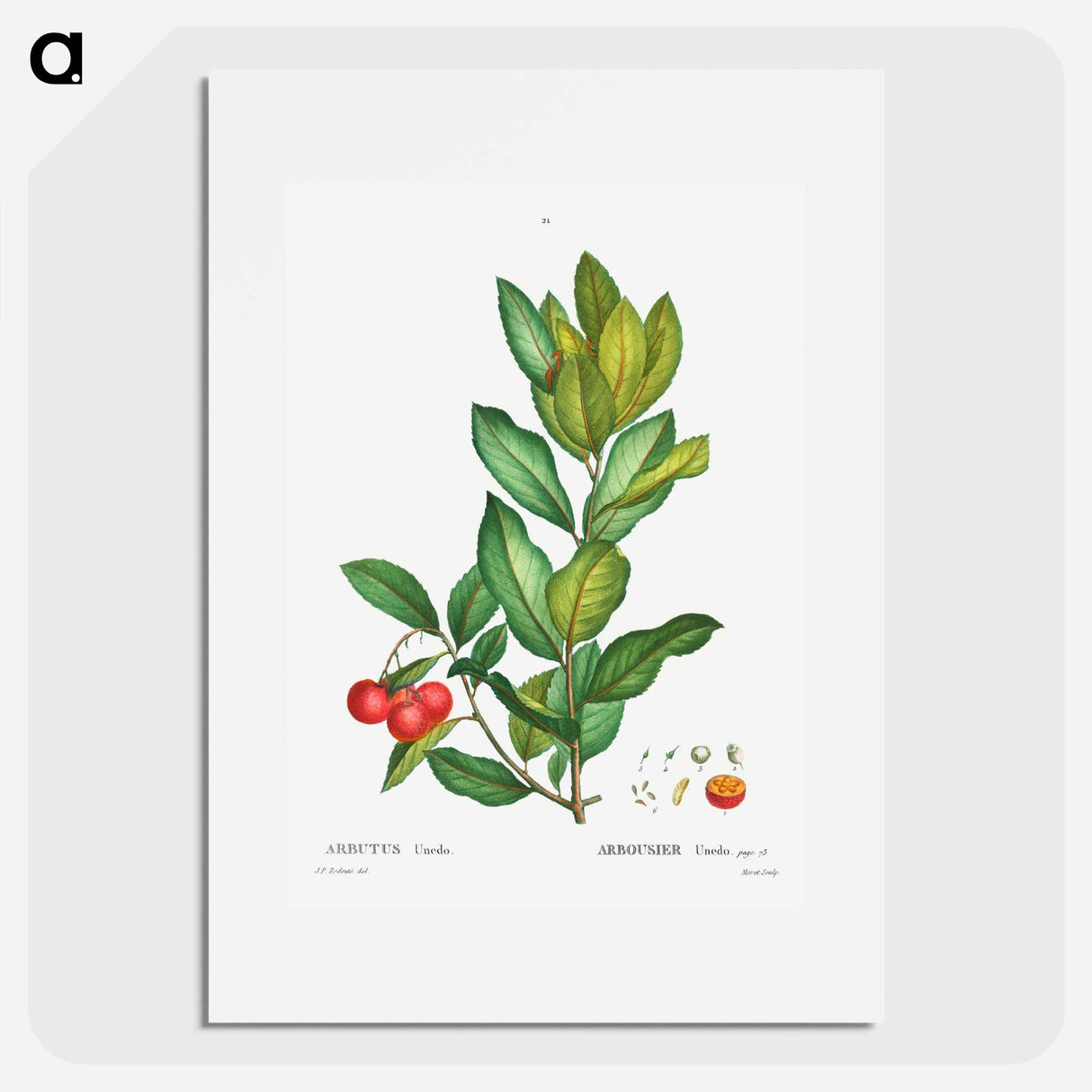 Strawberry tree - Pierre Joseph Redouté Poster.