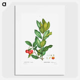 Strawberry tree - Pierre Joseph Redouté Poster.