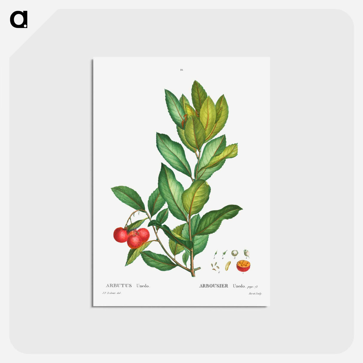 アートポストカード-Strawberry tree - ピエール ジョゼフ ルドゥーテ Postcard.