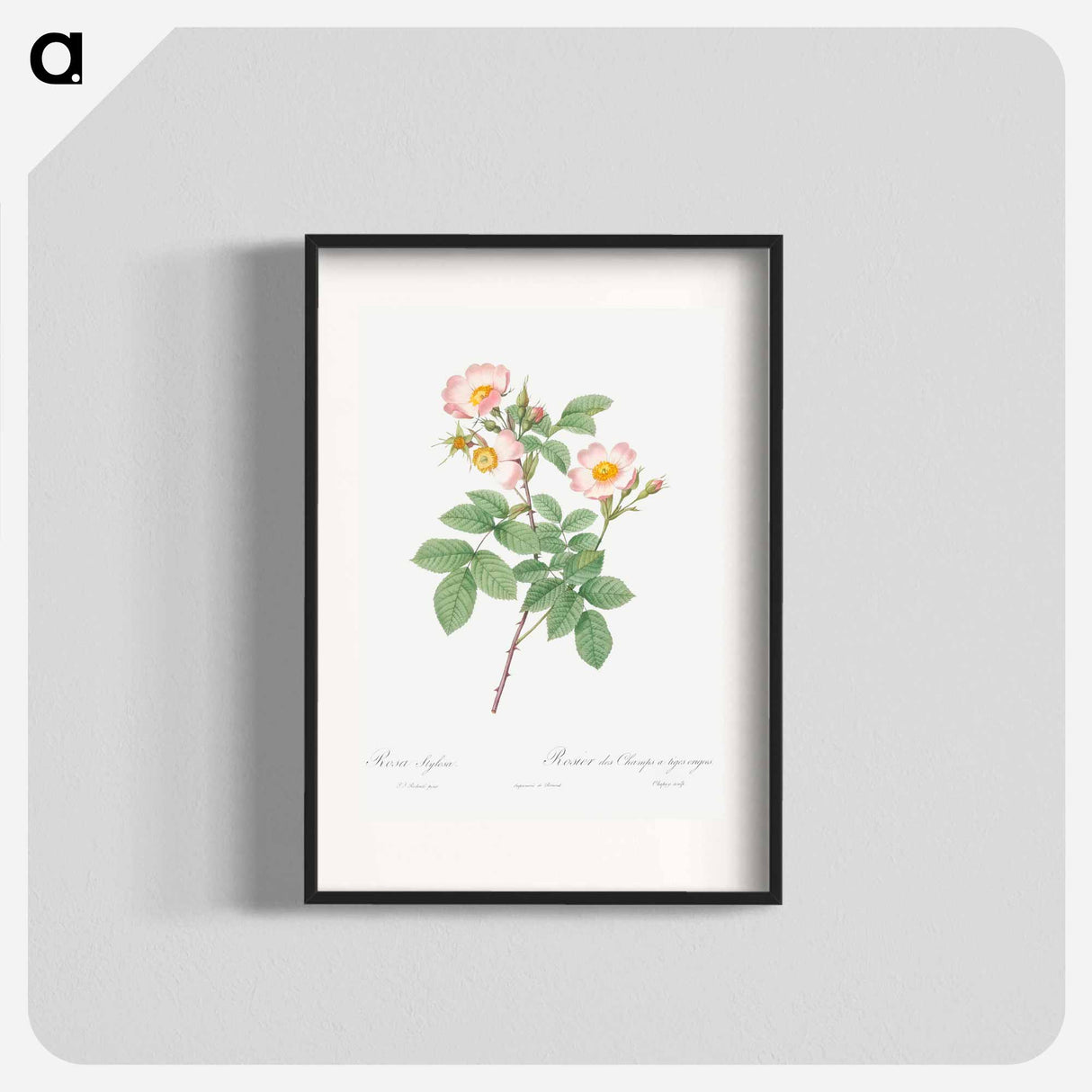 Short-Styled Field-Rose - Pierre Joseph Redouté Poster.